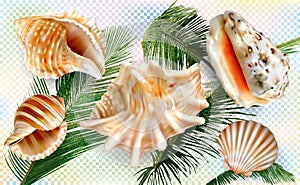 Set exotic seashell mollusk on a palm leaves