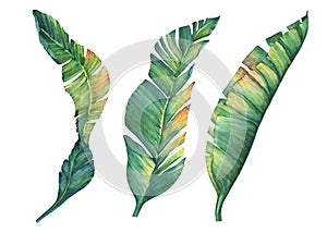 Set of exotic tropical banana leaves.