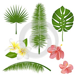 Set of exotic tropical flowers, plants, leaves. Vector illustration with realistic palm, leaf, hibiscus, plumeria.