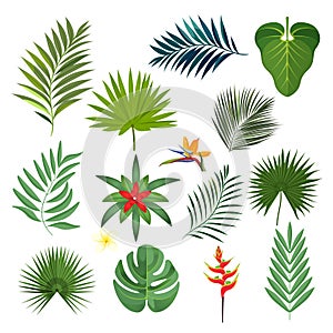 Set of exotic tropical leaves isolated vector illustration on white