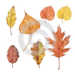 Set of fall leaves of pin oak, boxelder maple, birch, tilia cordata, bur oak and swedish whitebeam. Watercolor illustration