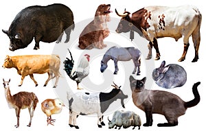 Set of farm animals