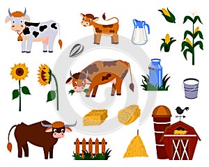 A set of farm animals and objects, a vector family of cows. Isolated on a white background