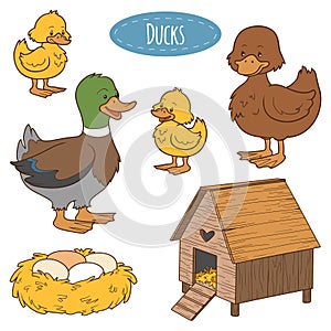 Set of farm animals and objects, vector family duck