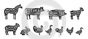 Set of farm animals scheme cuts. Pig, Horse, Turkey, Goat, Sheep, Chicken, Rooster, Duck, Rabbit, Goose, Cow cuts of