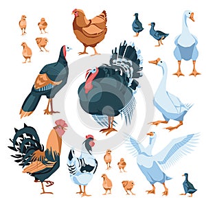 set of farm birds: chicken, rooster, hens, goose, turkey. Isolated on white background. Vector flat illustration. Agriculture,