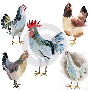 Set of farm birds. Watercolor illustration in white background.