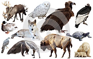 Set of fauna of North American animals.