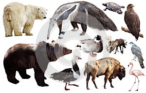 Set of fauna of North American animals.