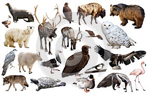 Set of fauna of North American animals.