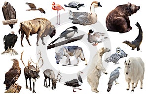 Set of fauna of North American animals.