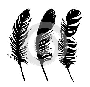 Set Feathers of birds.