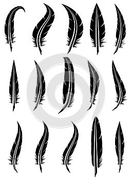 Set of feathers, vector