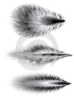 Set of feathers. Vector photo