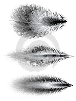Set of feathers. Vector