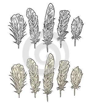 Set feathers. Vintage black vector engraving illustration. Isolated white background