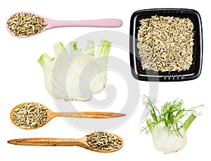 Set of fennel stalk and seeds isolated on white