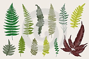 Set Ferns. 12 Leaves. Vintage vector botanical illustration.