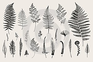 Set Ferns.