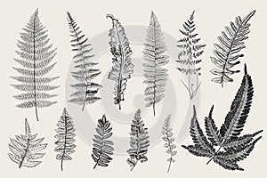 Set Ferns. 12 Leaves. Vintage botanical illustration. photo