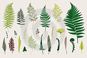 Set Ferns.