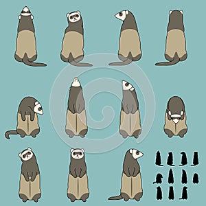 Set of ferret sitting poses