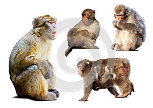 Set of few macaques over white background