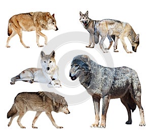 Set of few wolves. Isolated on white