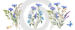 Set of fied flowers bouquet. Watercolor botanical illustration, wild flowers bouquet with blue Cornflower herb and