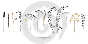 Set of field flowers, herbs. Vector silhouettes collection