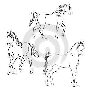 Set of fine horses outlines - vector collection, beautiful horse, vector sketch illustration