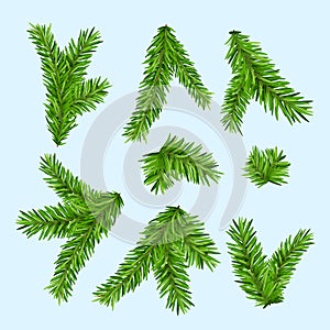 Set of fir branches. Christmas tree or pine branch vector evergreen illustration. Fir isolated holiday decoration