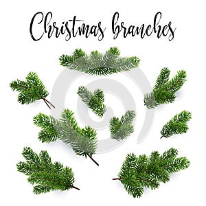 Set of fir branches. Christmas tree, pine, conifer
