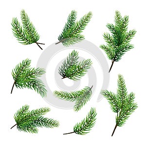 Set of fir branches isolated on white background. Christmas tree