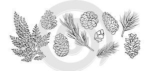 Set of fir branches and pine cones line art vector photo