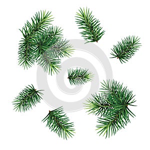 Set: fir-tree branches for festive design. Close-up. Isolated.