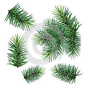 Set: fir-tree branches for festive design. Close-up. Isolated.