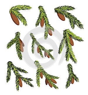 Set of fir tree branches with hanging cones. Green spruce branch as natural evergreen decoration elements for banner