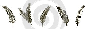 Set of fir tree branches. Vector Christmas illustration. Xmas and New Year green conifer plant elements isolated on