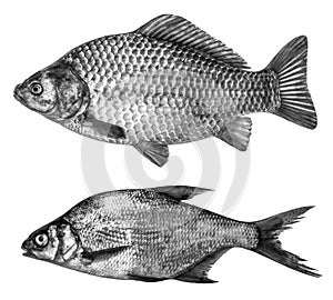 Set fish in black and white colors, isolated on white background