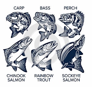 Set of Fish Emblems Vintage Style. Carp, Bass, Perch, Chinook Salmon, Rainbow Trout, Sockeye Salmon Vector Illustrations