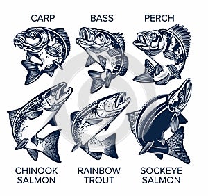 Set of Fish Emblems Vintage Style. Carp, Bass, Perch, Chinook Salmon, Rainbow Trout, Sockeye Salmon Vector Illustrations photo