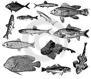 Set of fish illustrations photo