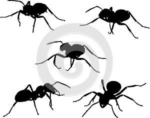 Set of five ant silhouettes