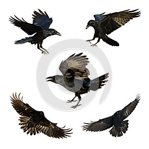 Set five birds flying ravens isolated on white background Corvus corax