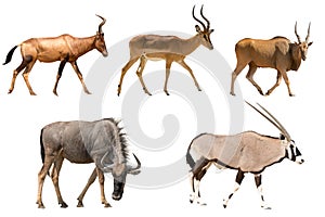 Set of five different antelopes