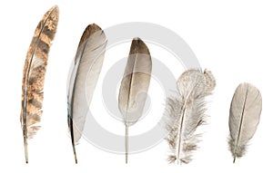 Set of five different feathers