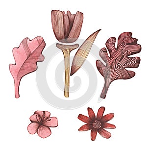 Set of five elements. Flowers and leaves on white isolated background drawing with penball. Hand drawing elements.