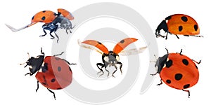 Set of five ladybugs isolated on white