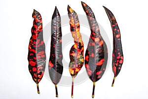 Set of five Leaves isolated on white background